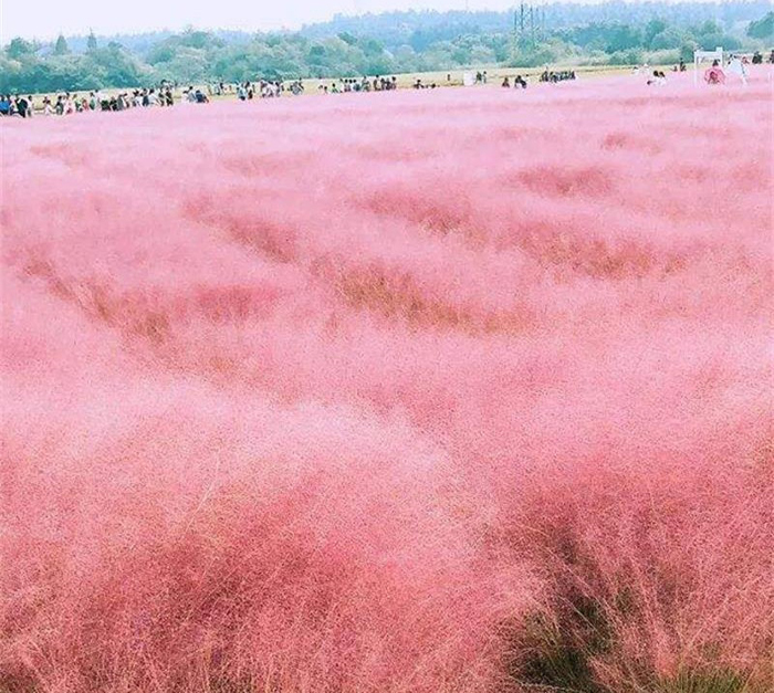 粉黛亂子草